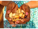 Natural Palm Larvae for sale