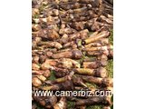 vente de rejet de bananiers plantains - 20774