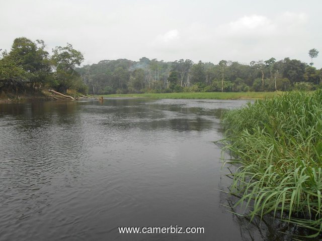 500 hectares de terrains agricole à louer à Mengang /Cameroun - 2226