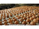 Fresh White and Brown Chicken Eggs For Sale - 2379