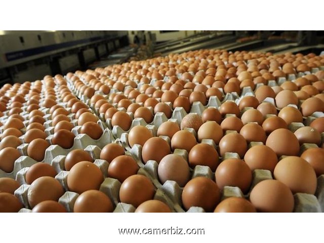 Fresh White and Brown Chicken Eggs For Sale - 2379
