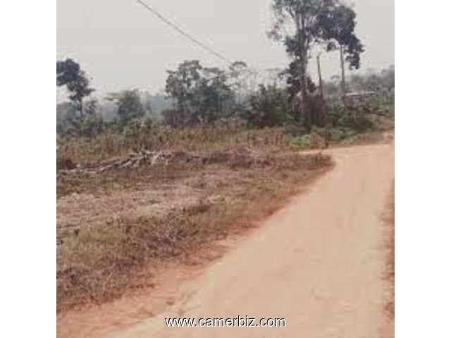 Terrain Titré  et Lotis à Yaoundé (Mehandan par Odza). - 23808