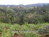 50 hectares non titrés à vendre EDEA(koukouè). 750000fcfa/hectare