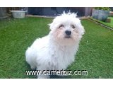 Maltese Puppy (BILLY) - 5423