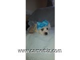 Maltese Puppy (BILLY) - 5423
