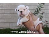 FREE!!! Lovely English bull dog puppies for adoption  - 8493
