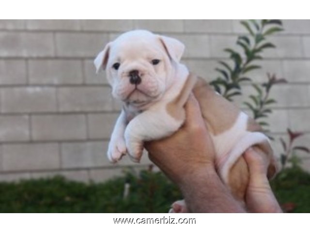FREE!!! Lovely English bull dog puppies for adoption  - 8493