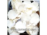 VENTES DE CHAMPIGNONS PLEUROTES ET SEMENCES - 10443