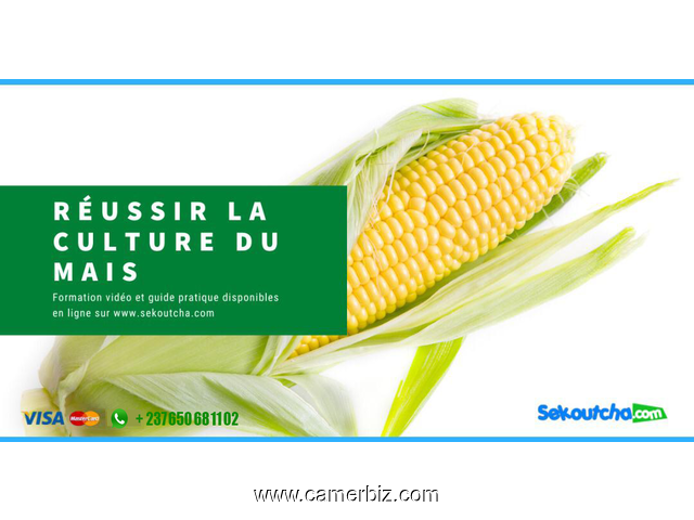 Comment réussir la culture du maïs - 10561