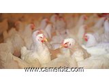 Vente de poulets de chairs - 10844