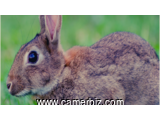 Formation sur l'élevage des lapins(cuniculture)