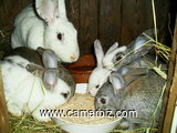 Formation sur l'élevage des lapins(cuniculture) - 11175