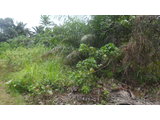 TERRAIN TITRE, LOTI BORDURE DE RIVIERE A VENDRE KRIBI-ELABE - 1281