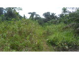 TERRAIN TITRE, LOTI BORDURE DE RIVIERE A VENDRE KRIBI-ELABE - 1281