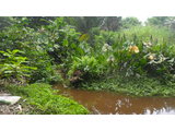 TERRAIN TITRE, LOTI BORDURE DE RIVIERE A VENDRE KRIBI-ELABE - 1281