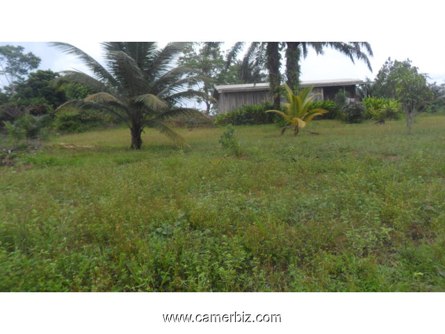 terrain pieds dans l'eau titré et loti a vendre Kribi-Elabe - 1297