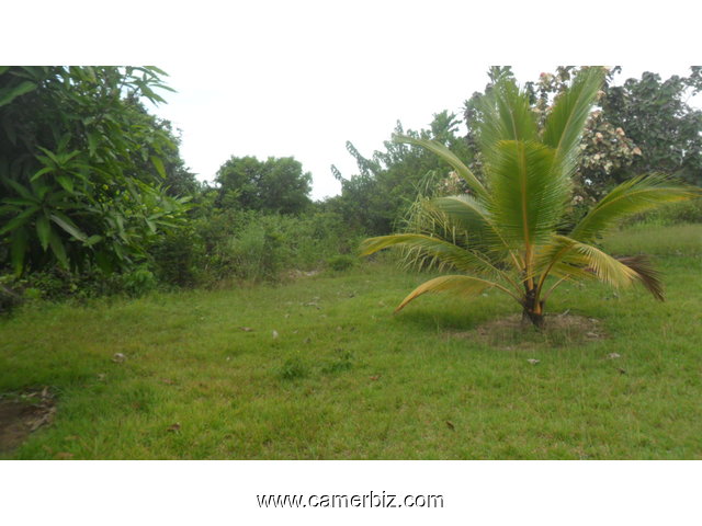 terrain pieds dans l'eau titré et loti a vendre Kribi-Elabe - 1297