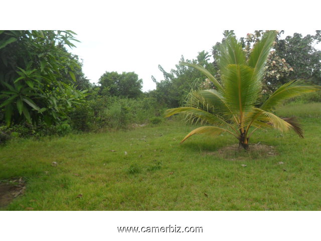 terrain pieds dans l'eau titré et loti a vendre Kribi-Elabe - 1297