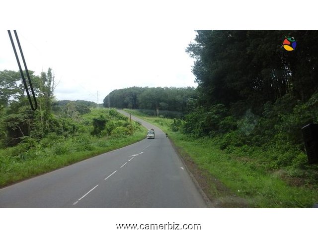 142 HECTARES TERRAIN TITRE EN BORDURE DE ROUTE A VENDRE A L'AXE LOURD DOUALA EDEA LIEU-DIT MISSOLE 2 - 1464