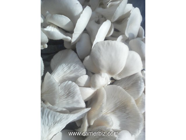 vente champignons frais et sec - 15679