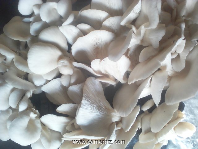 vente champignons frais et sec - 15679