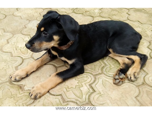 Chiots Dobermann Pinscher âgés de 2.5 mois ce 16/09/2017 à vendre - 1586