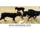 Chiots Dobermann Pinscher âgés de 2.5 mois ce 16/09/2017 à vendre - 1586