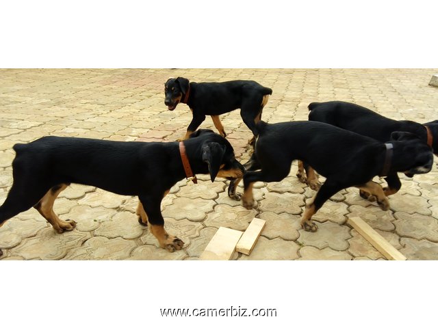 Chiots Dobermann Pinscher âgés de 2.5 mois ce 16/09/2017 à vendre - 1586