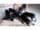 Chiots Dobermann Pinscher âgés de 2.5 mois ce 16/09/2017 à vendre - 1586