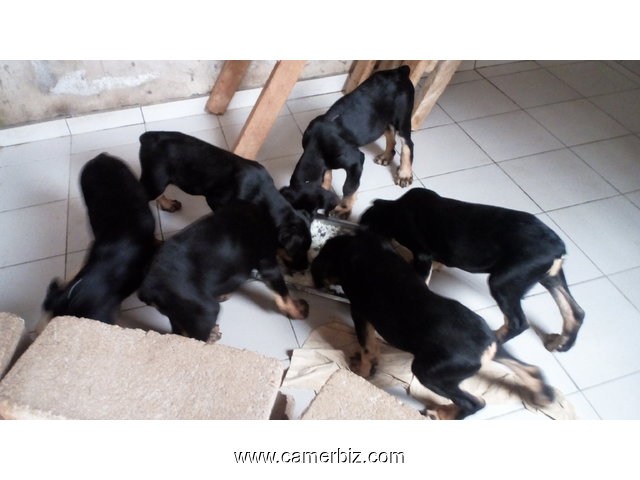 Chiots Dobermann Pinscher âgés de 2.5 mois ce 16/09/2017 à vendre - 1586