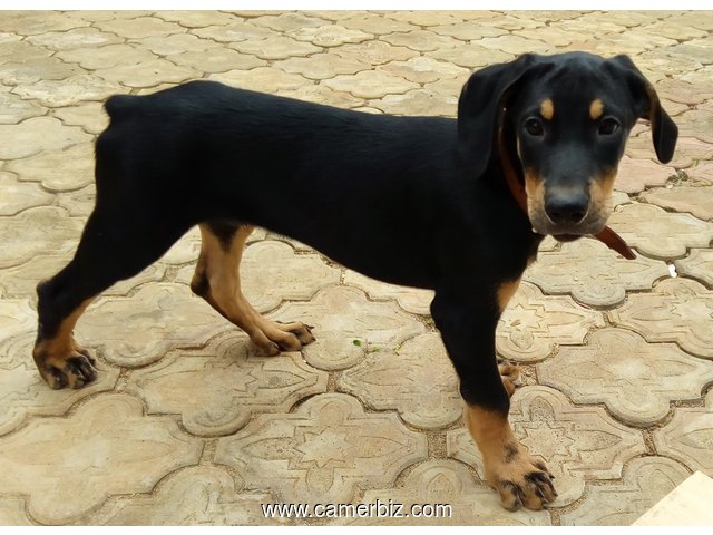 Chiots Dobermann Pinscher âgés de 2.5 mois ce 16/09/2017 à vendre - 1586