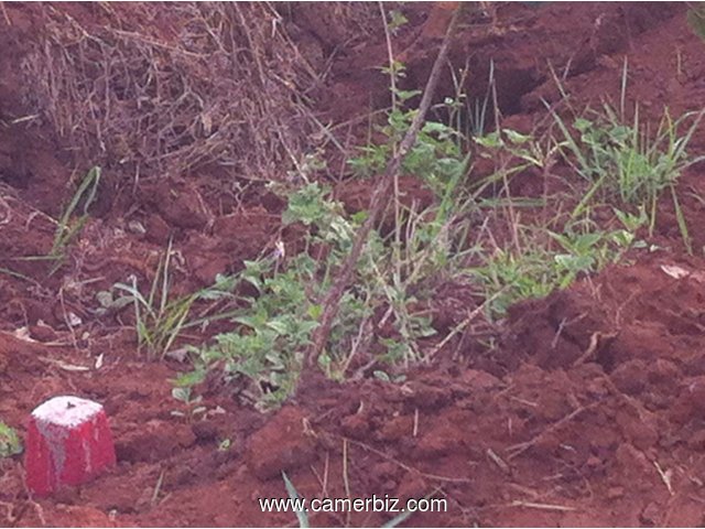 05 HA DE TERRAIN EN FIN D'IMMATRICULATION DANS LA LOCALITE DE LOBO NON LOIN DE YAOUNDE - 1591