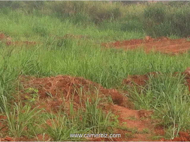 05 HA DE TERRAIN EN FIN D'IMMATRICULATION DANS LA LOCALITE DE LOBO NON LOIN DE YAOUNDE - 1591