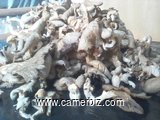 vente en gros de champignon sec 