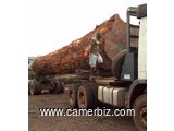 la société SEVI SUARL est spécialisée dans l’exploitation, transformation et l’exportation du bois - 16289