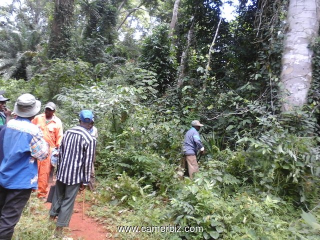 500 hectares de terrains agricole à louer à Mengang /Cameroun - 1731