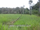 500 hectares de terrains agricole à louer à Mengang /Cameroun - 1731