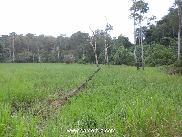 500 hectares de terrains agricole à louer à Mengang /Cameroun - 1731