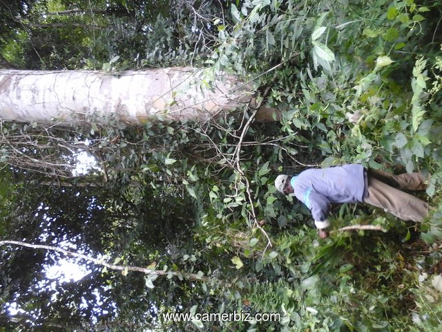 500 hectares de terrains agricole à louer à Mengang /Cameroun - 1731