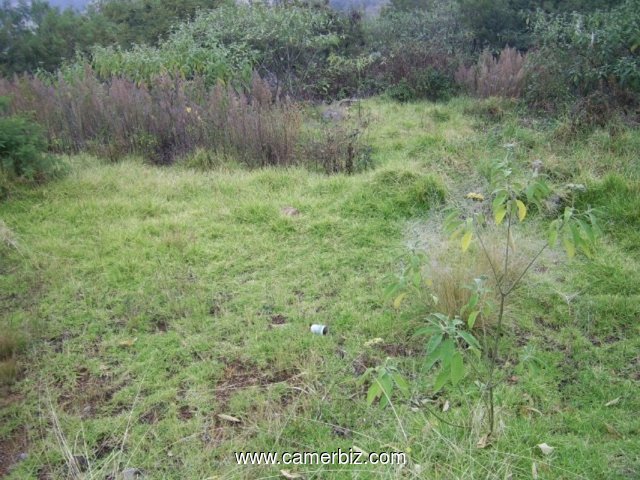 Terrain 10 Hectares a vendre a Idinau, Limbe - 1878