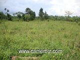 Terrain de 500m2 a vendre a Ngeme, Limbe