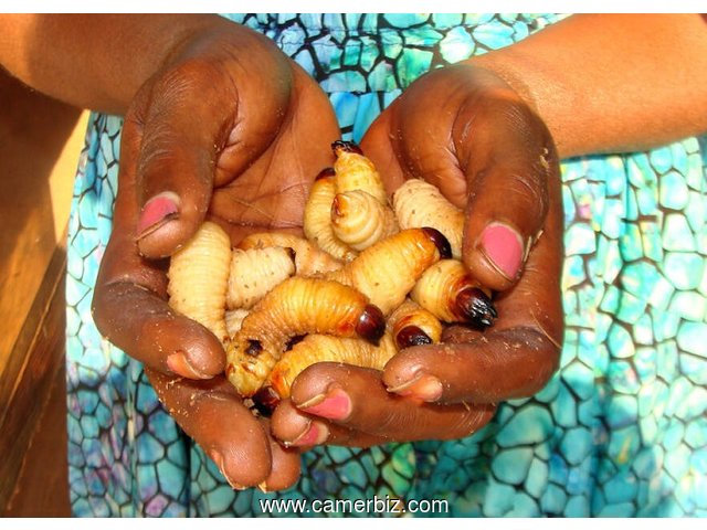 Natural Palm Larvae for sale - 19658