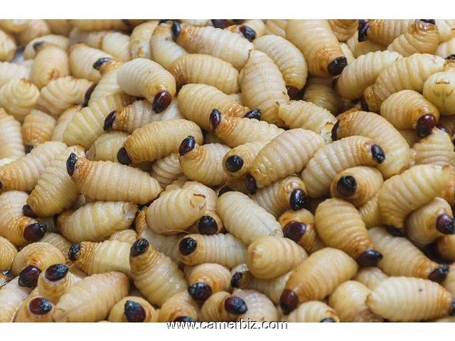 Natural Palm Larvae for sale - 19658