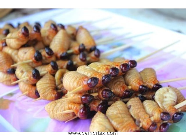 Natural Palm Larvae for sale - 19658