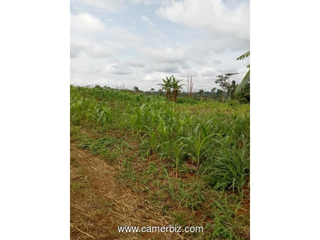 Terrain à vendre situé a Yaoundé SOA - 20297