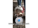 Vente de poulet de chair  - 20694