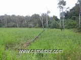 500 hectares de terrains agricole à louer à Mengang /Cameroun - 2226