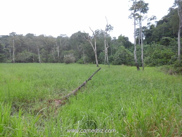 500 hectares de terrains agricole à louer à Mengang /Cameroun - 2226