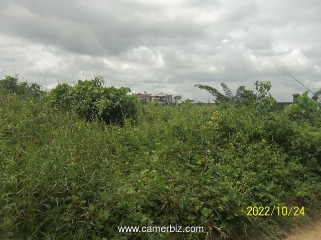 Terrain titré à vendre côté stade  Japoma - 24423