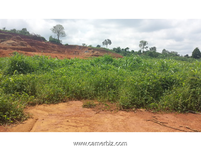 terrain a vendre a olembe derriere 500m²;1000m²;2000m²;1ha - 2920